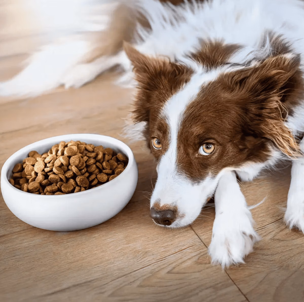 Incredible Pets puppy